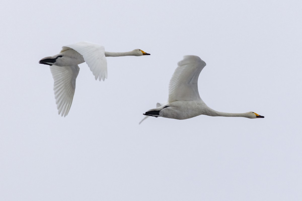 黃嘴天鵝 - ML647603617