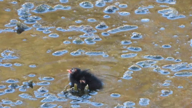 סופית - ML647603618