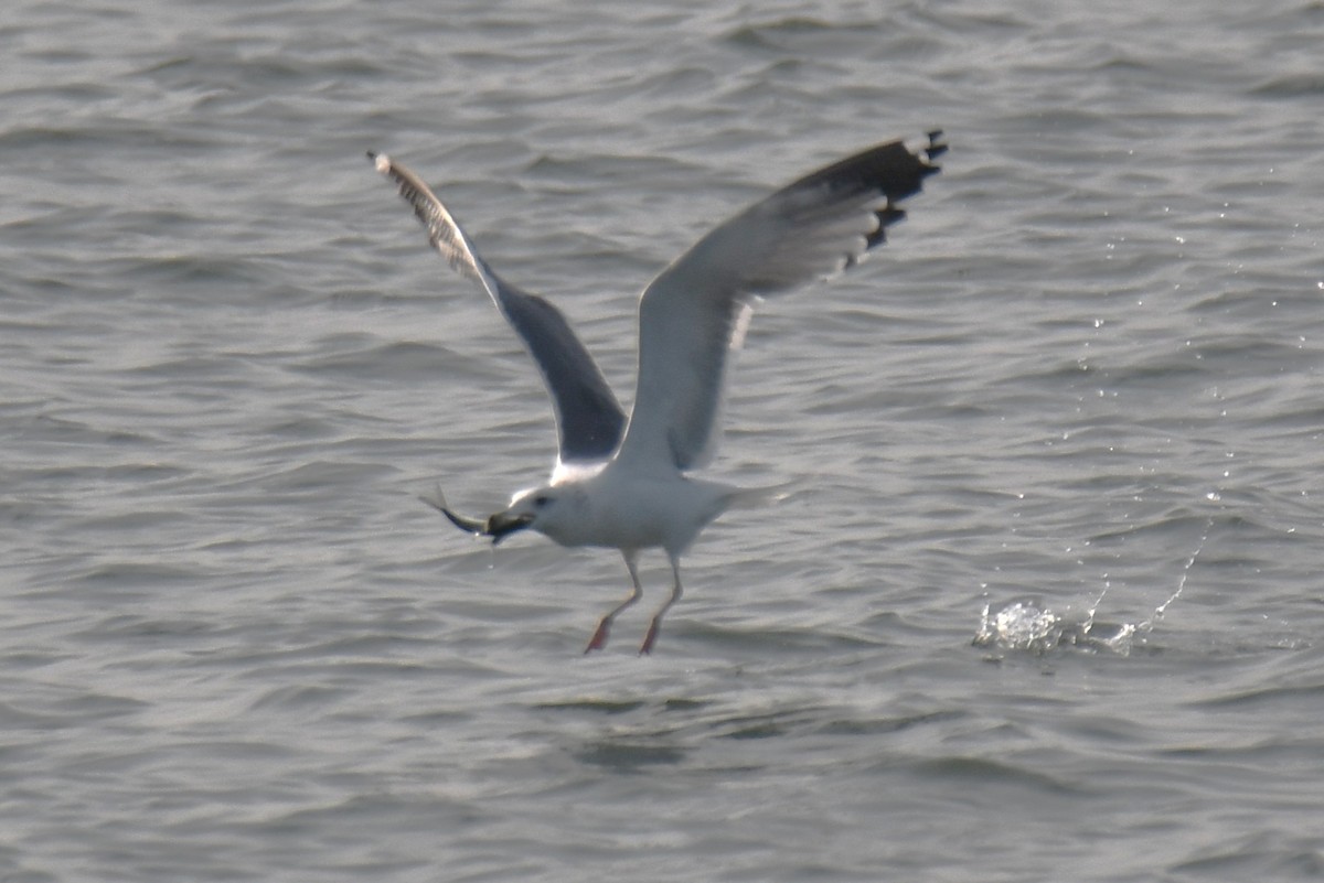 ニシセグロカモメ - ML647603623