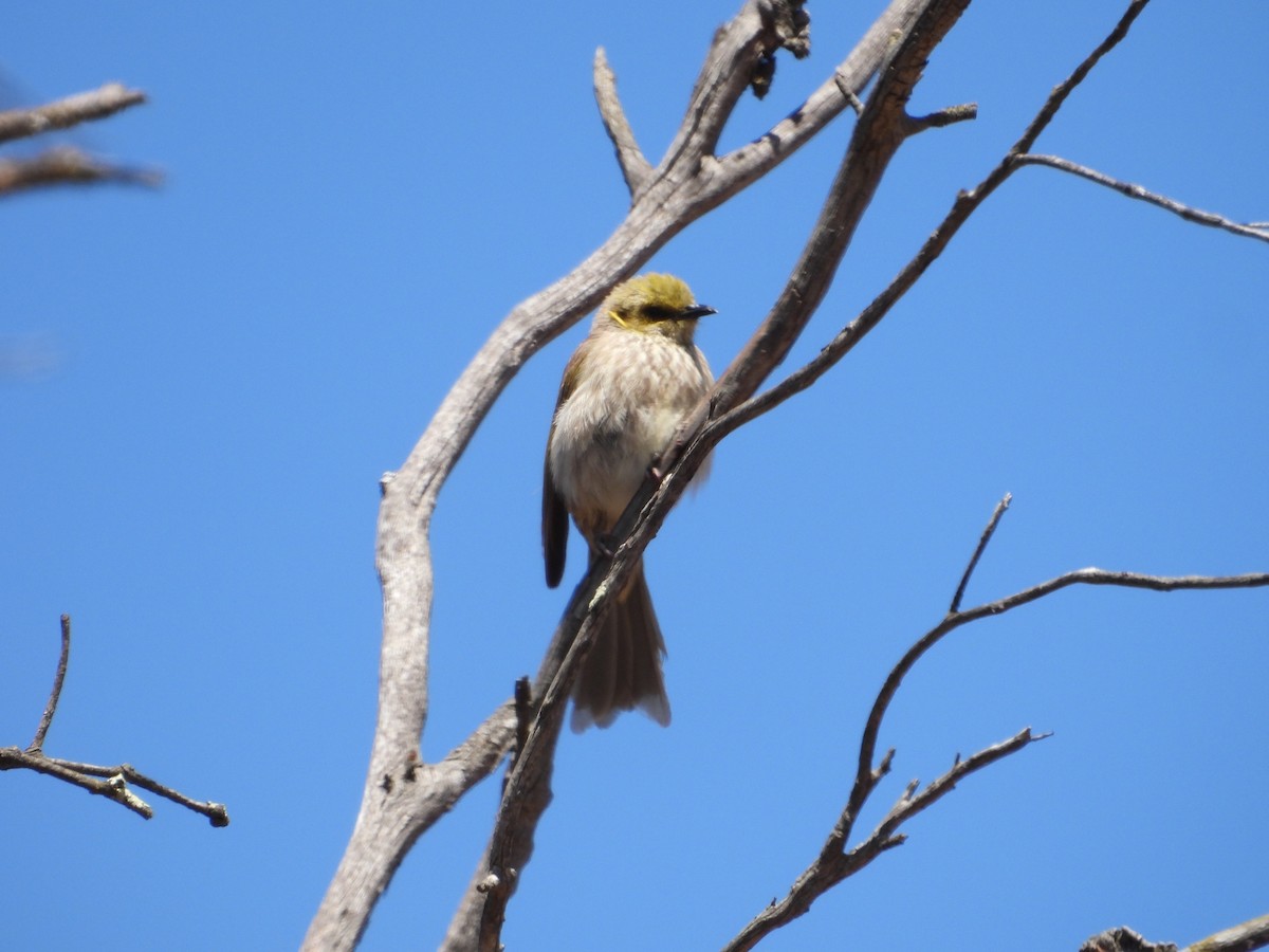 Yellow-plumed Honeyeater - ML647603630