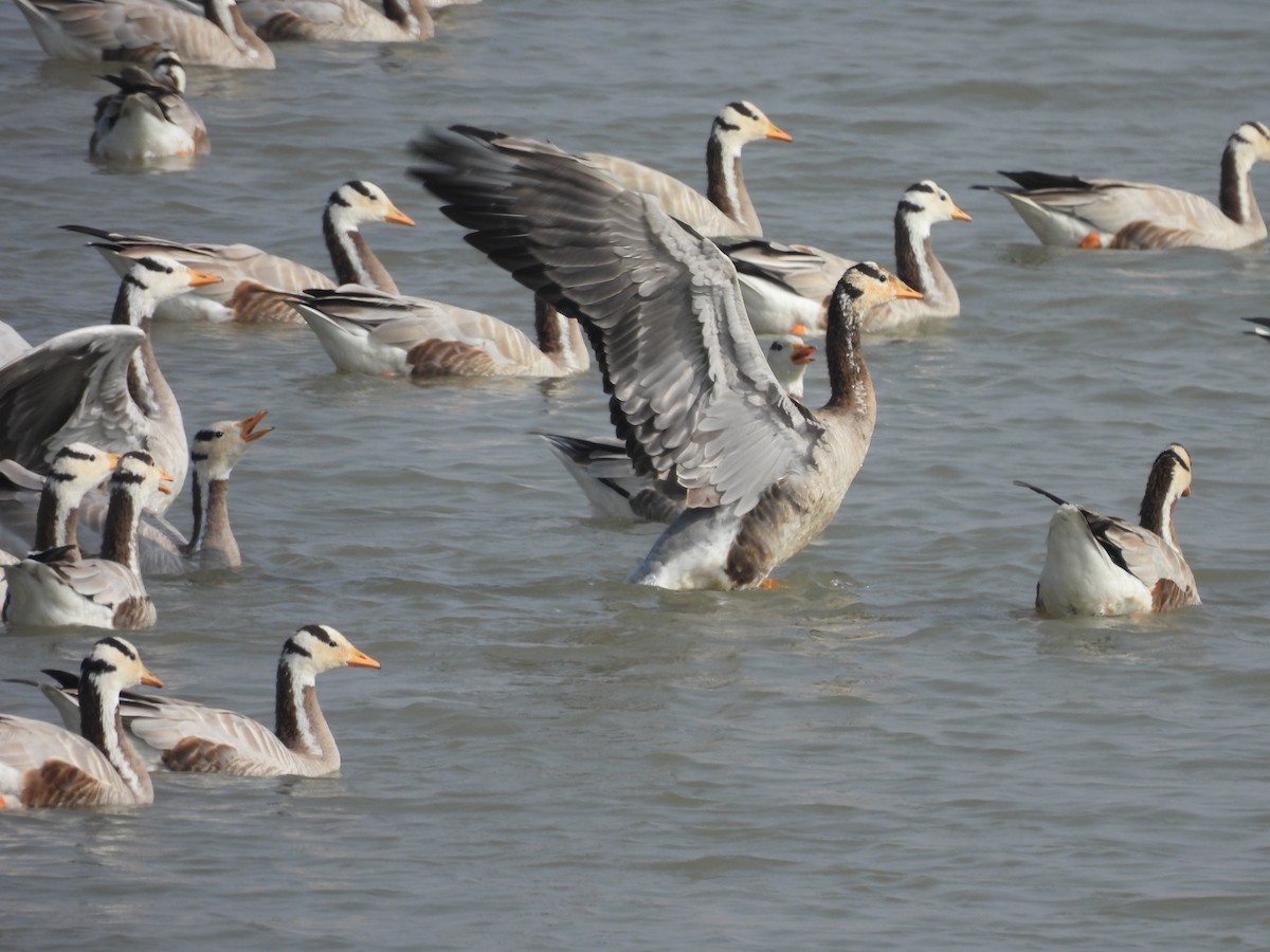 Oie à tête barrée - ML647603635