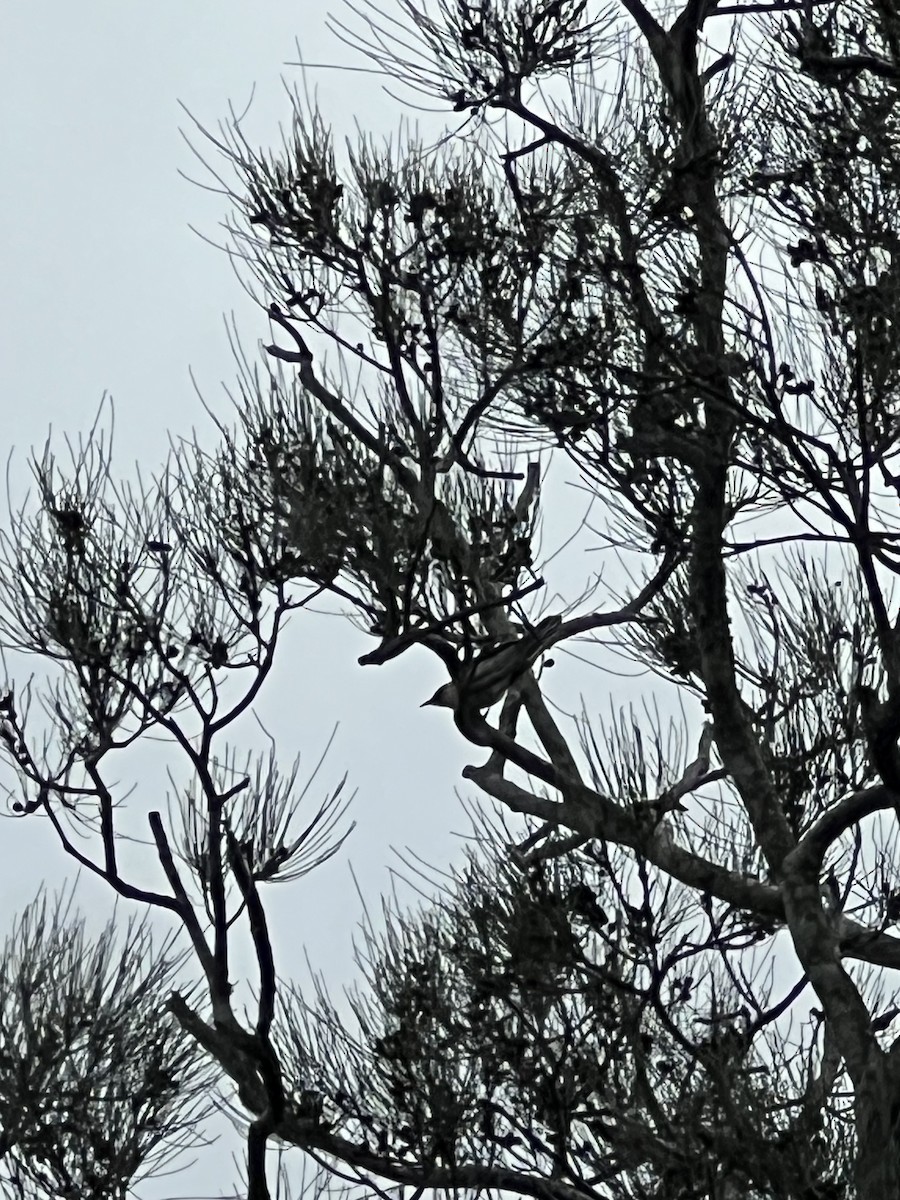 Little Friarbird - ML647603641