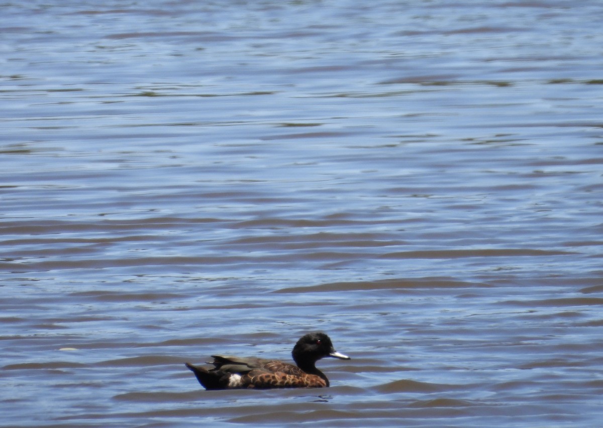 Chestnut Teal - ML647603675