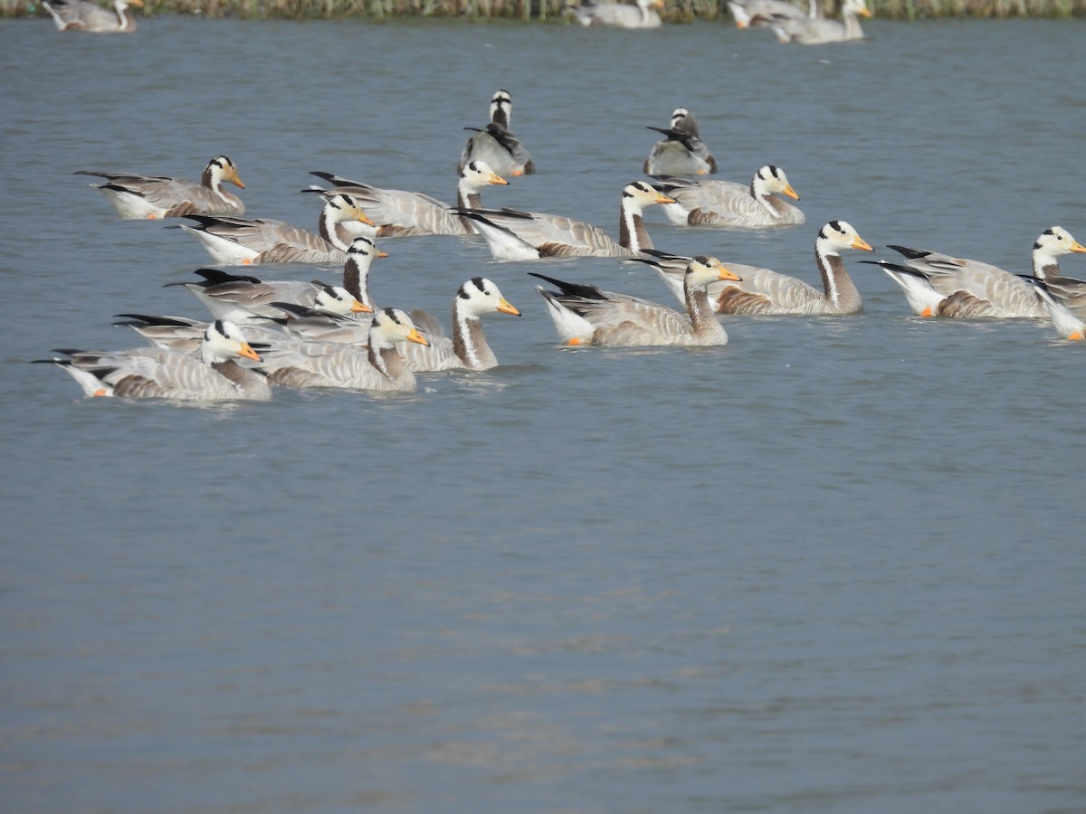 Oie à tête barrée - ML647603697