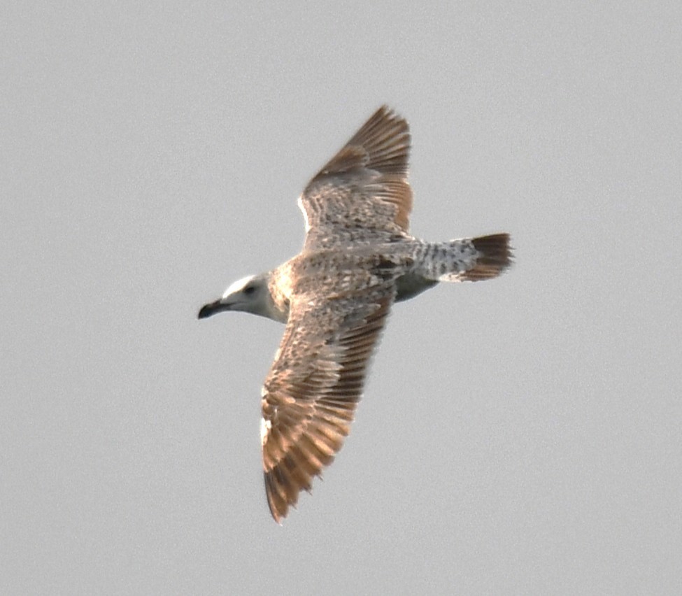 gull sp. - ML647603699