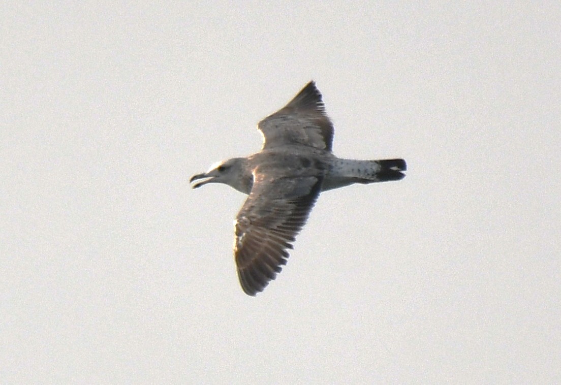 gull sp. - ML647603714