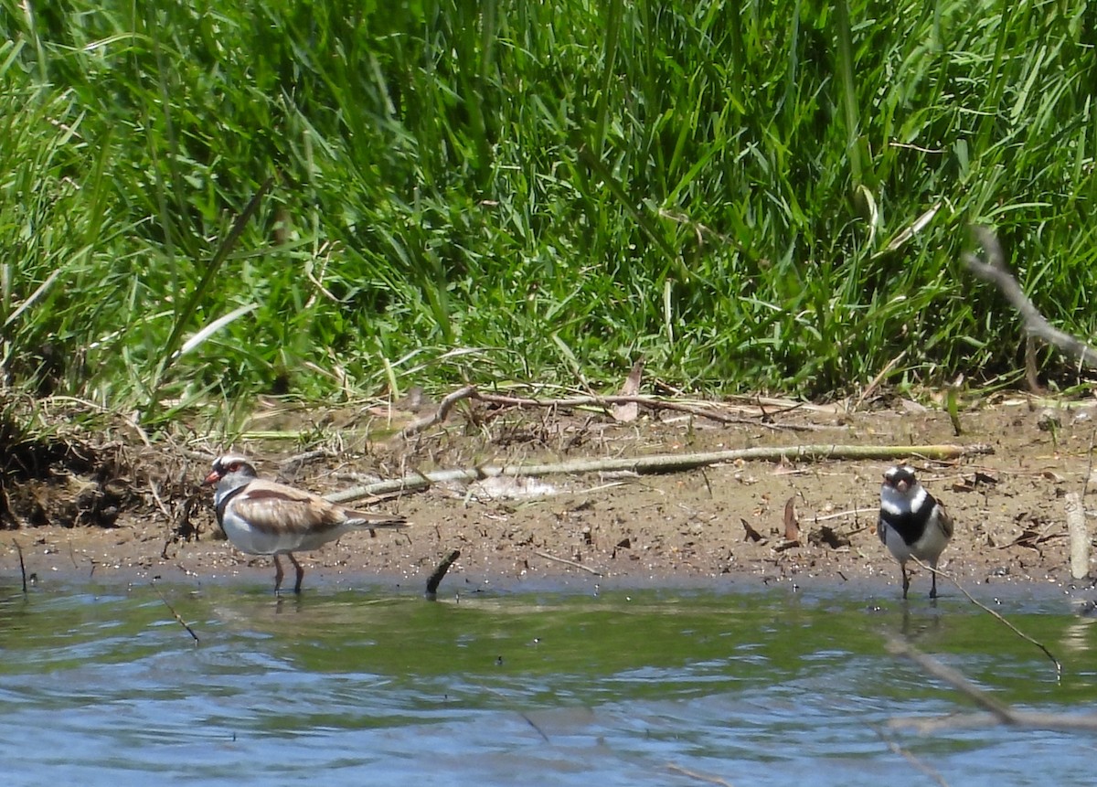 Black-fronted Dotterel - ML647603733