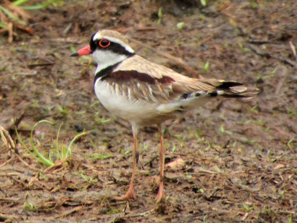 Black-fronted Dotterel - ML647603734