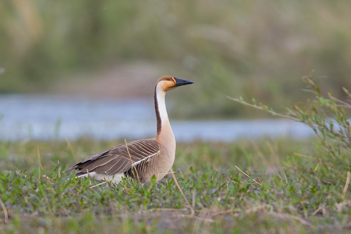 Çin Kazı - ML647603767