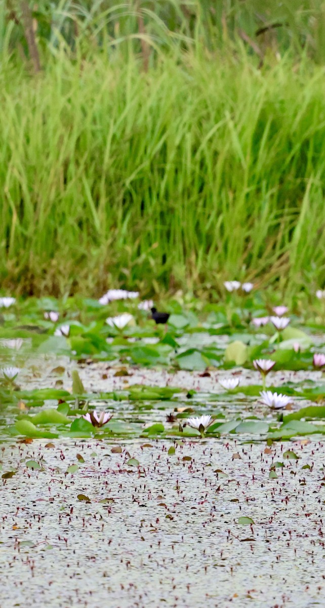 svartrikse - ML647603791