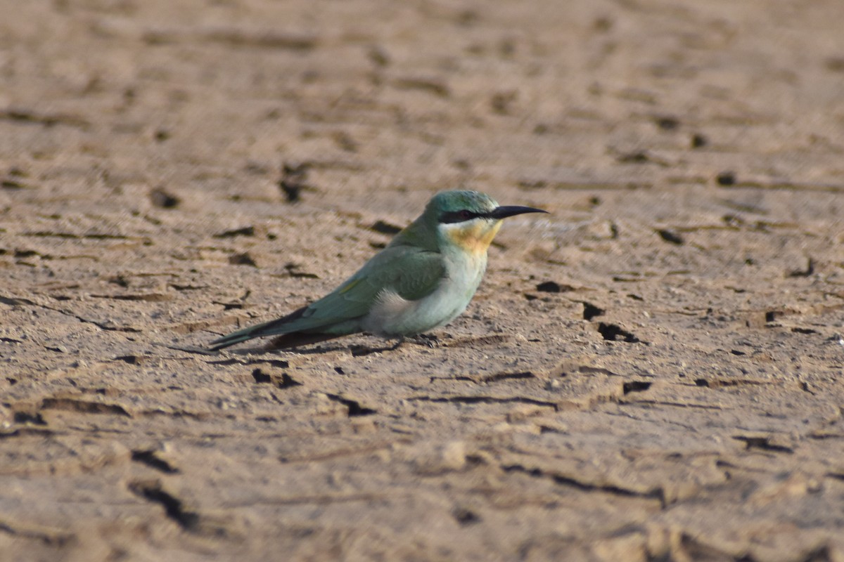 Зелёная щурка - ML647603793