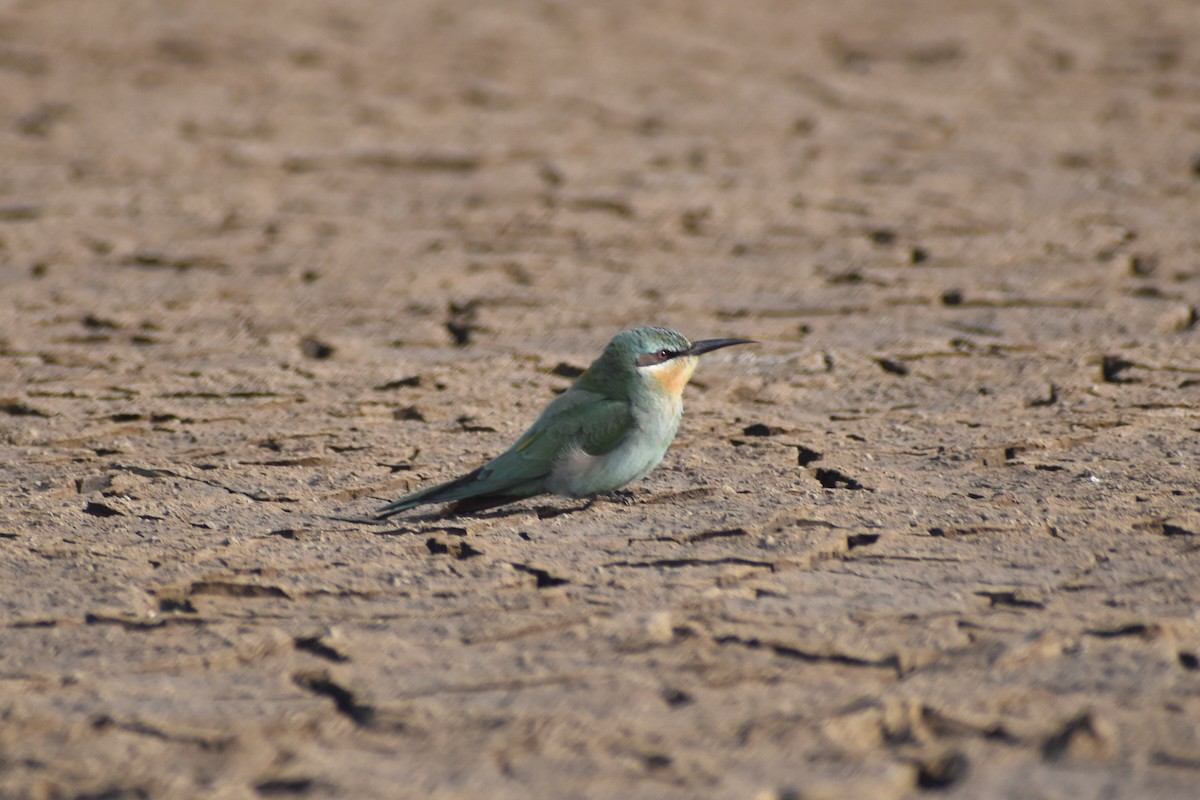 Зелёная щурка - ML647603794