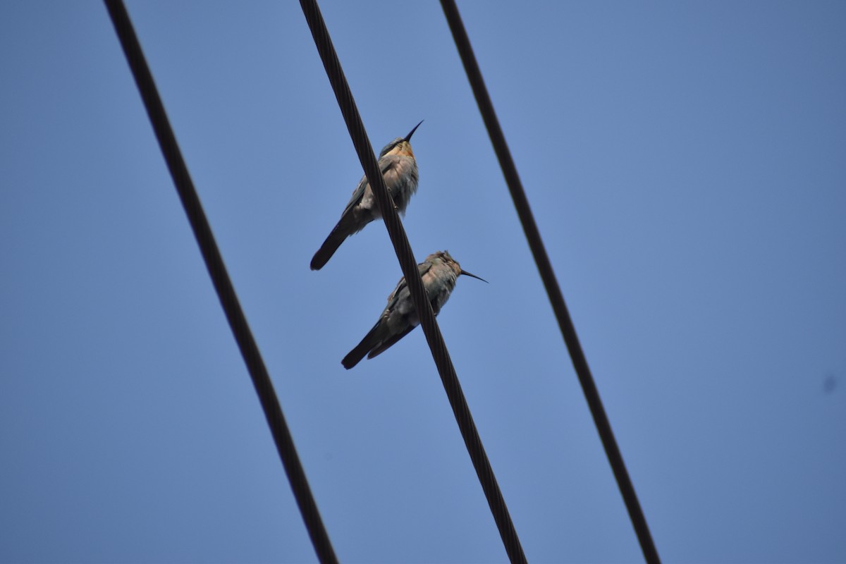 Зелёная щурка - ML647603795