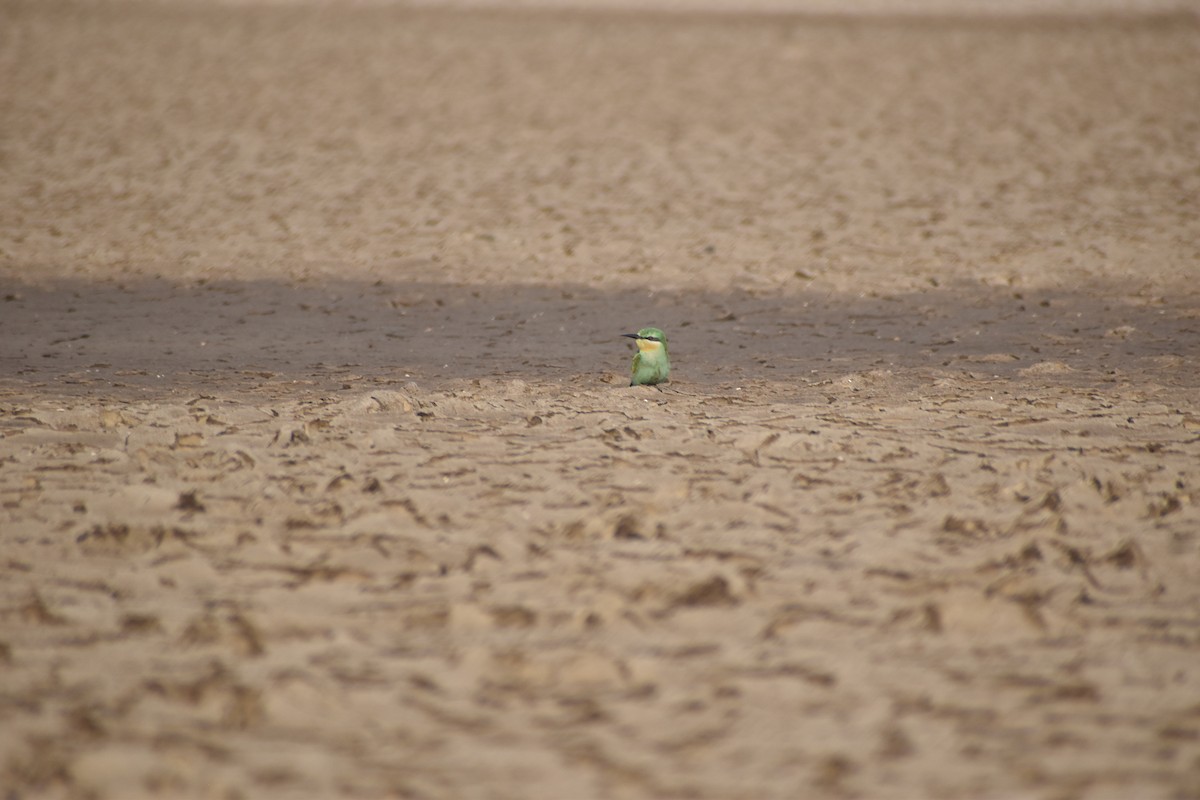 Зелёная щурка - ML647603796