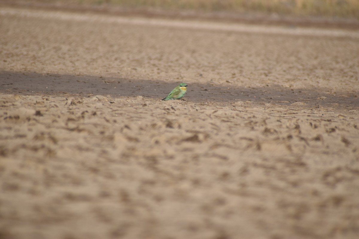 Зелёная щурка - ML647603797