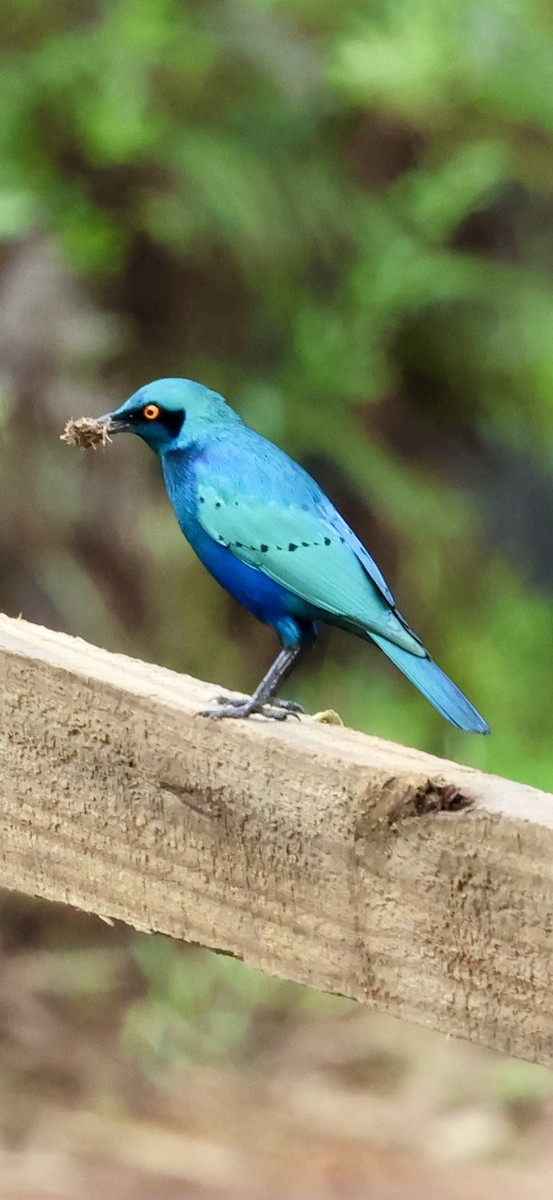 leskoptev kovová - ML647603857