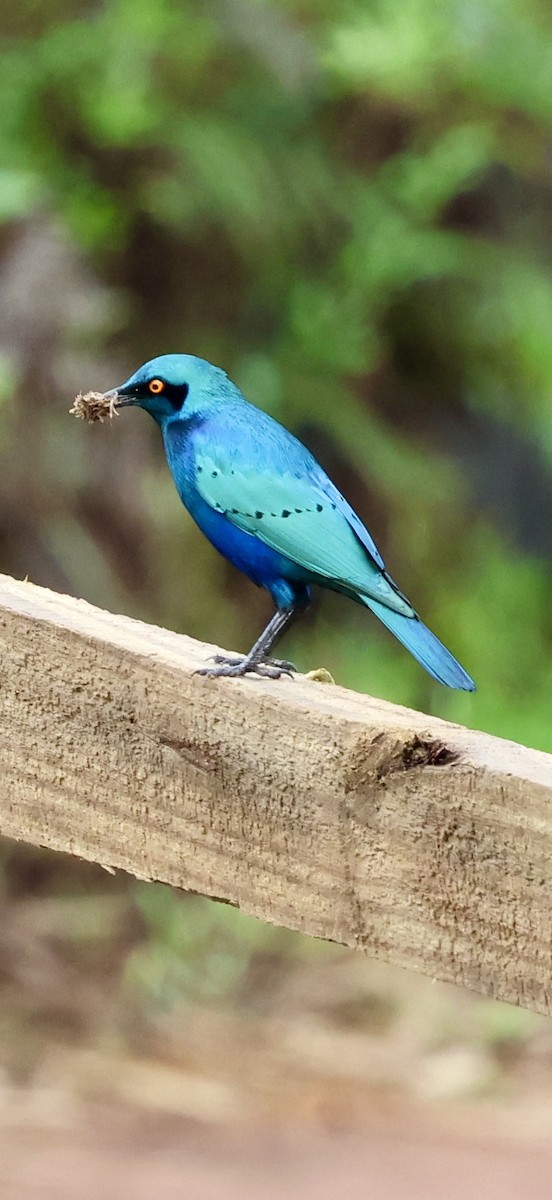 leskoptev kovová - ML647603858