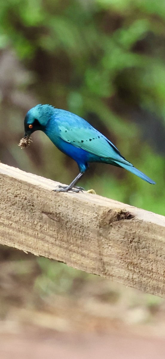 leskoptev kovová - ML647603859