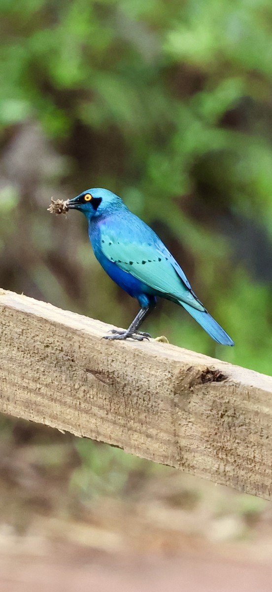 leskoptev kovová - ML647603860