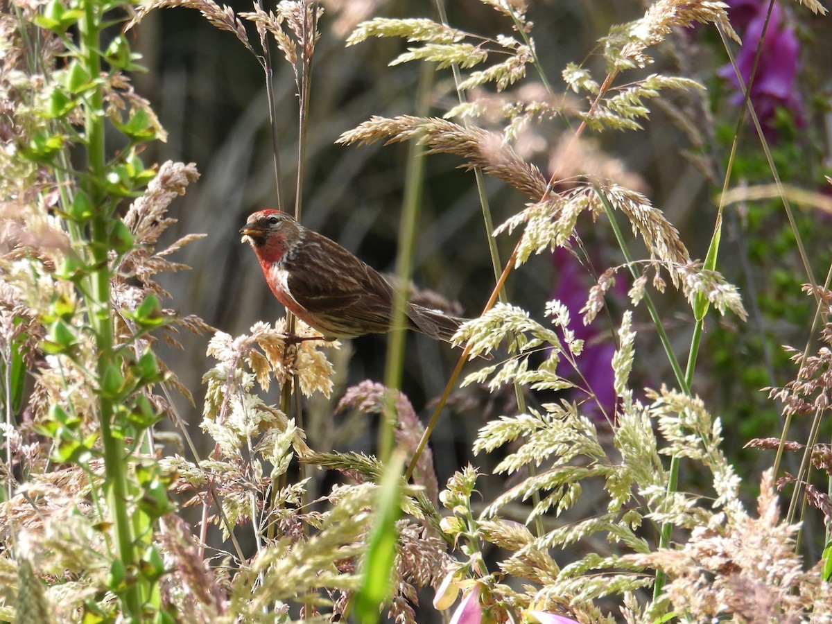 Чечітка звичайна - ML647603863