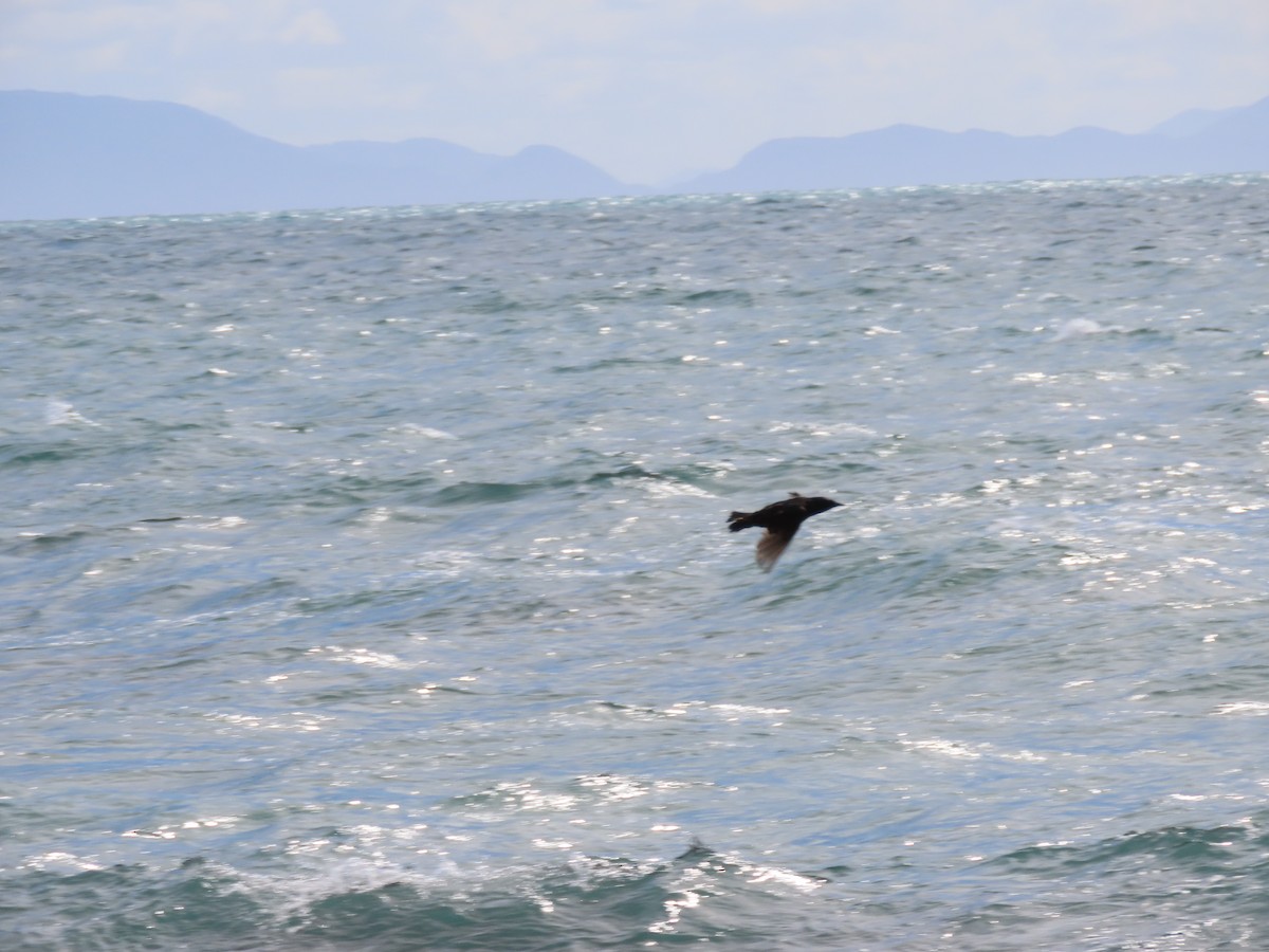 Буревісник австралійський - ML647603867