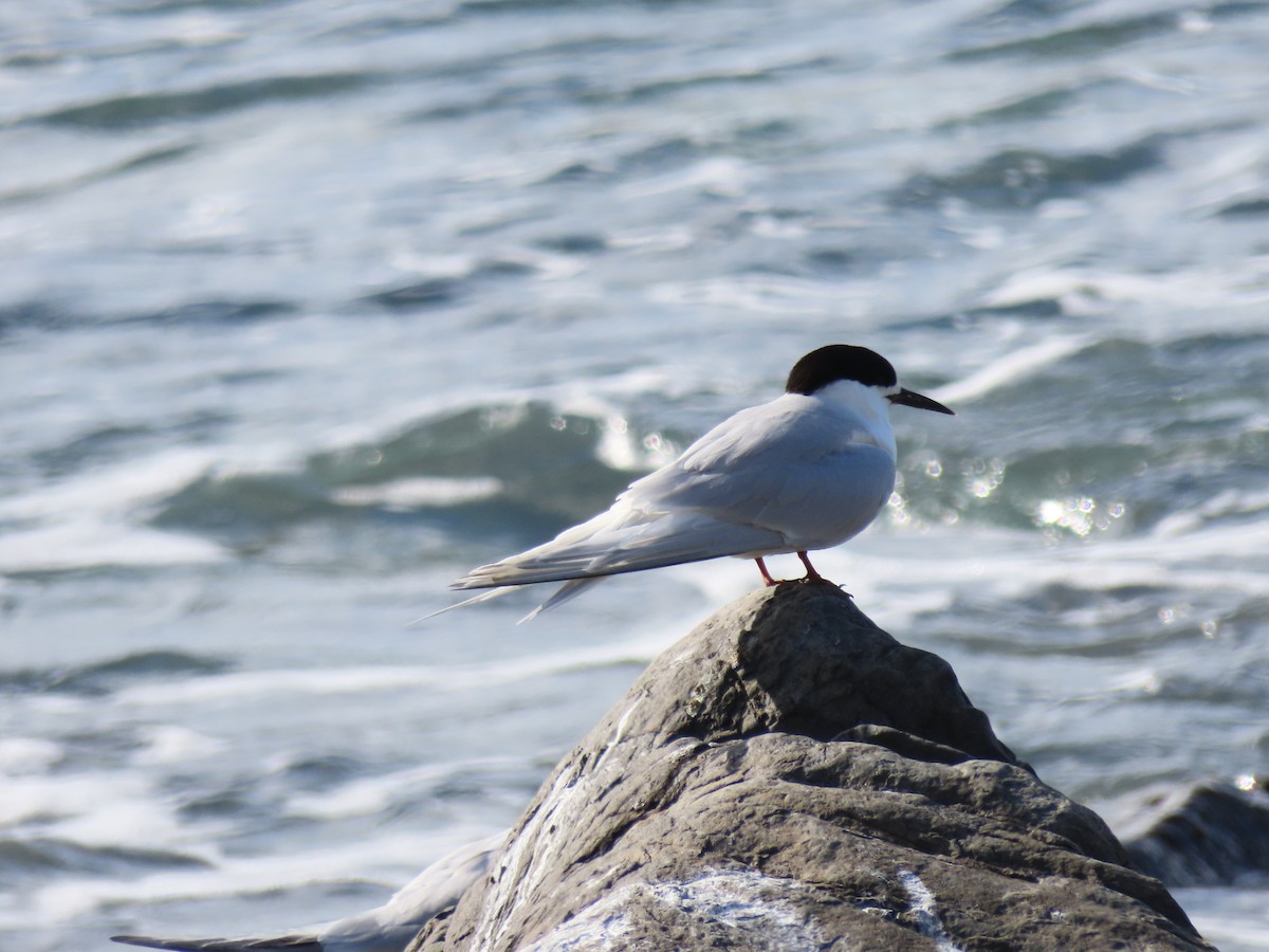 Крячок білолобий - ML647603875