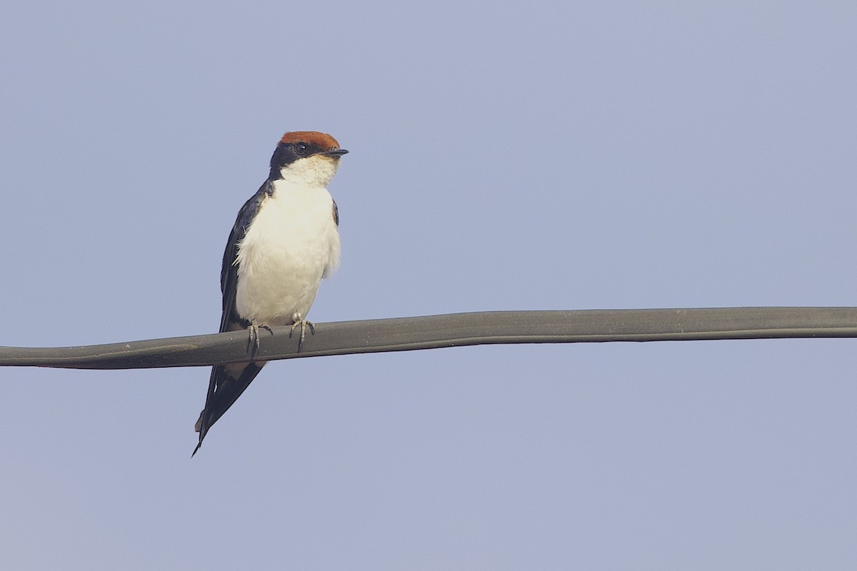 Wire-tailed Swallow - ML647603877