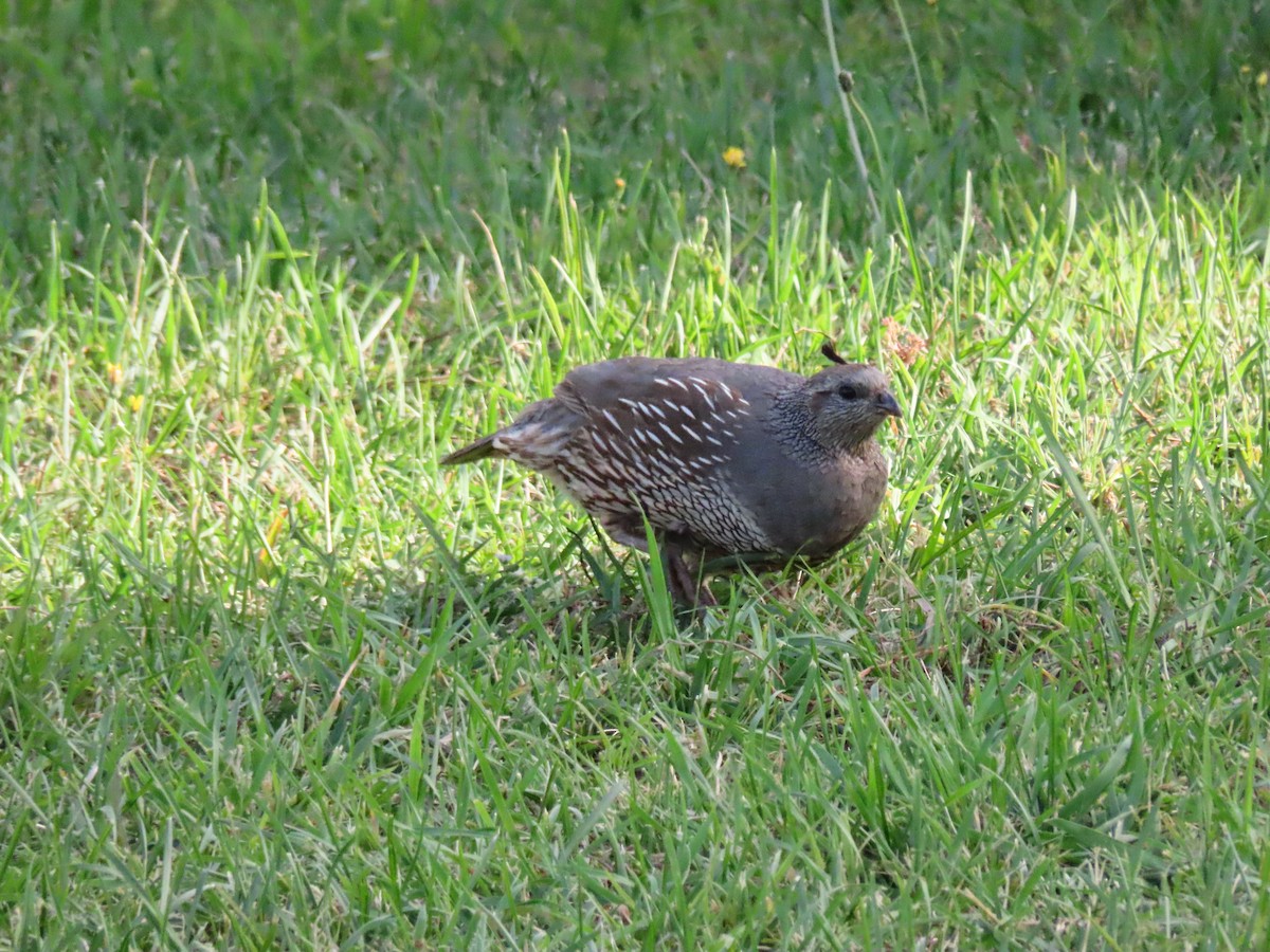 Перепелиця каліфорнійська - ML647603896