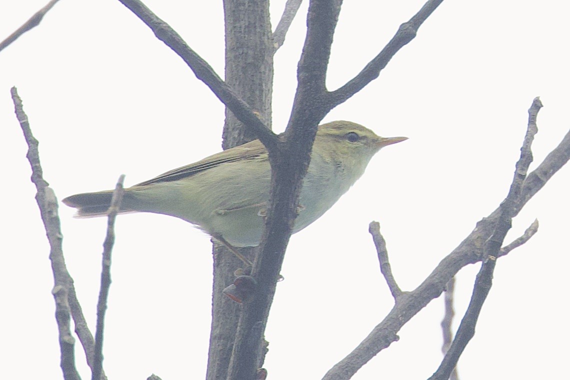Greenish Warbler - ML647603898