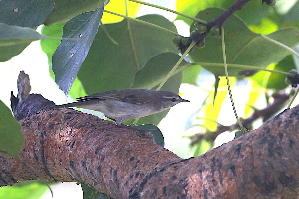 Greenish Warbler - ML647603899