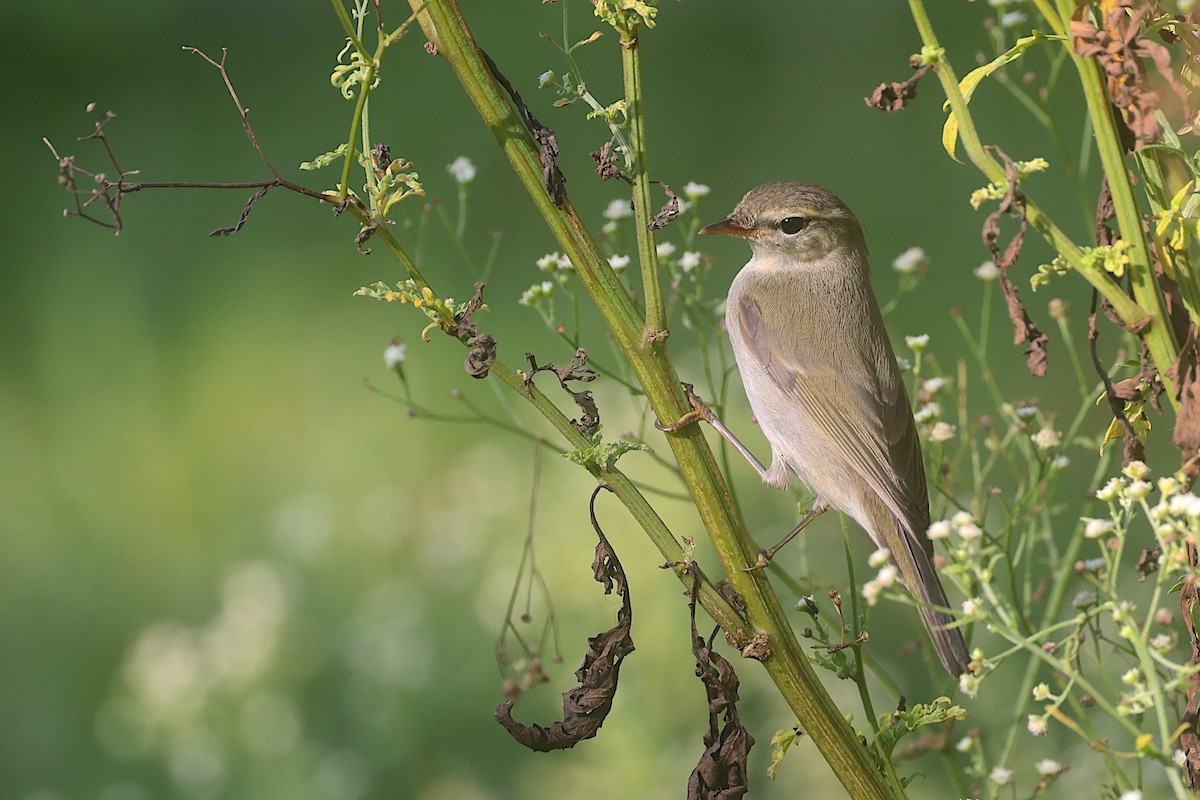 Greenish Warbler - ML647603900
