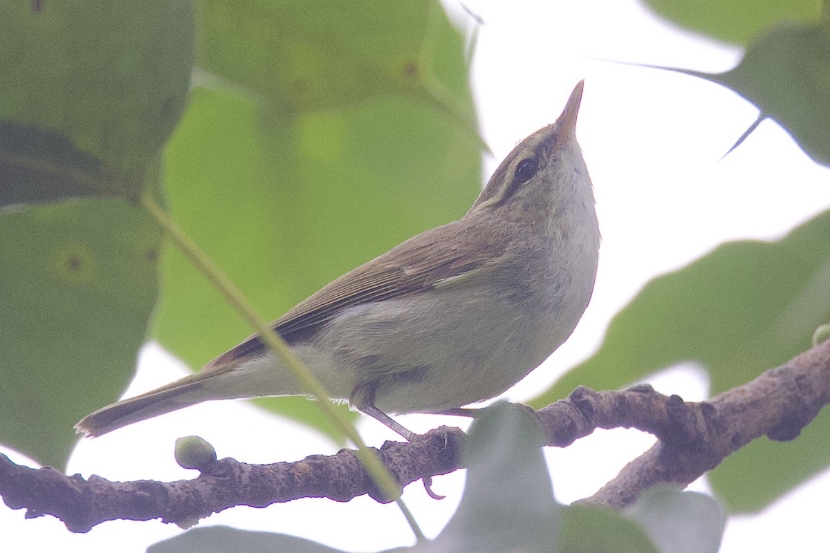 Greenish Warbler - ML647603901