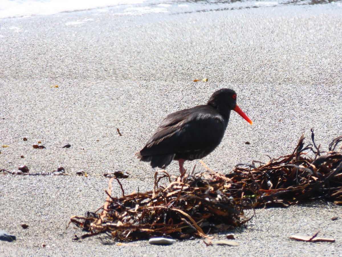 Кулик-сорока мінливобарвний - ML647603927