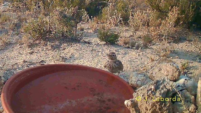 עפרוני ספרדי - ML647603937