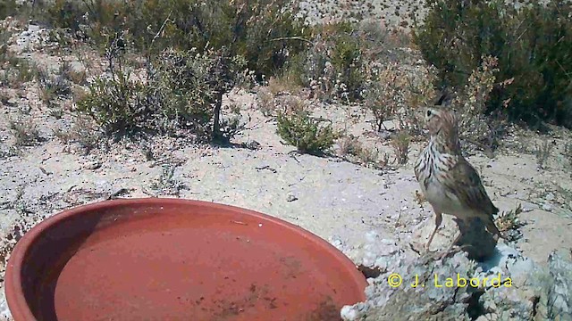 עפרוני ספרדי - ML647603938