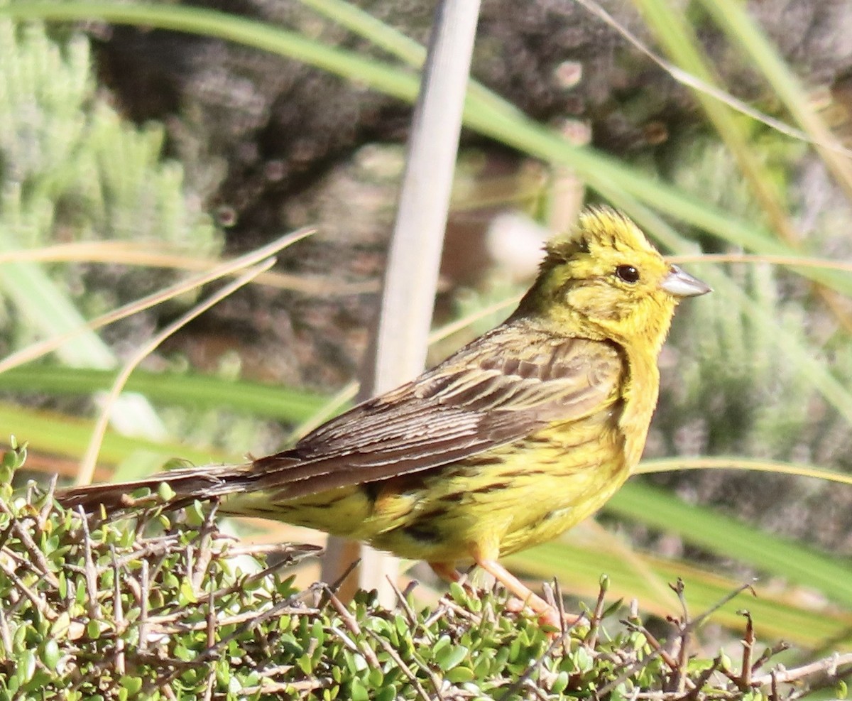 Вівсянка звичайна - ML647603957