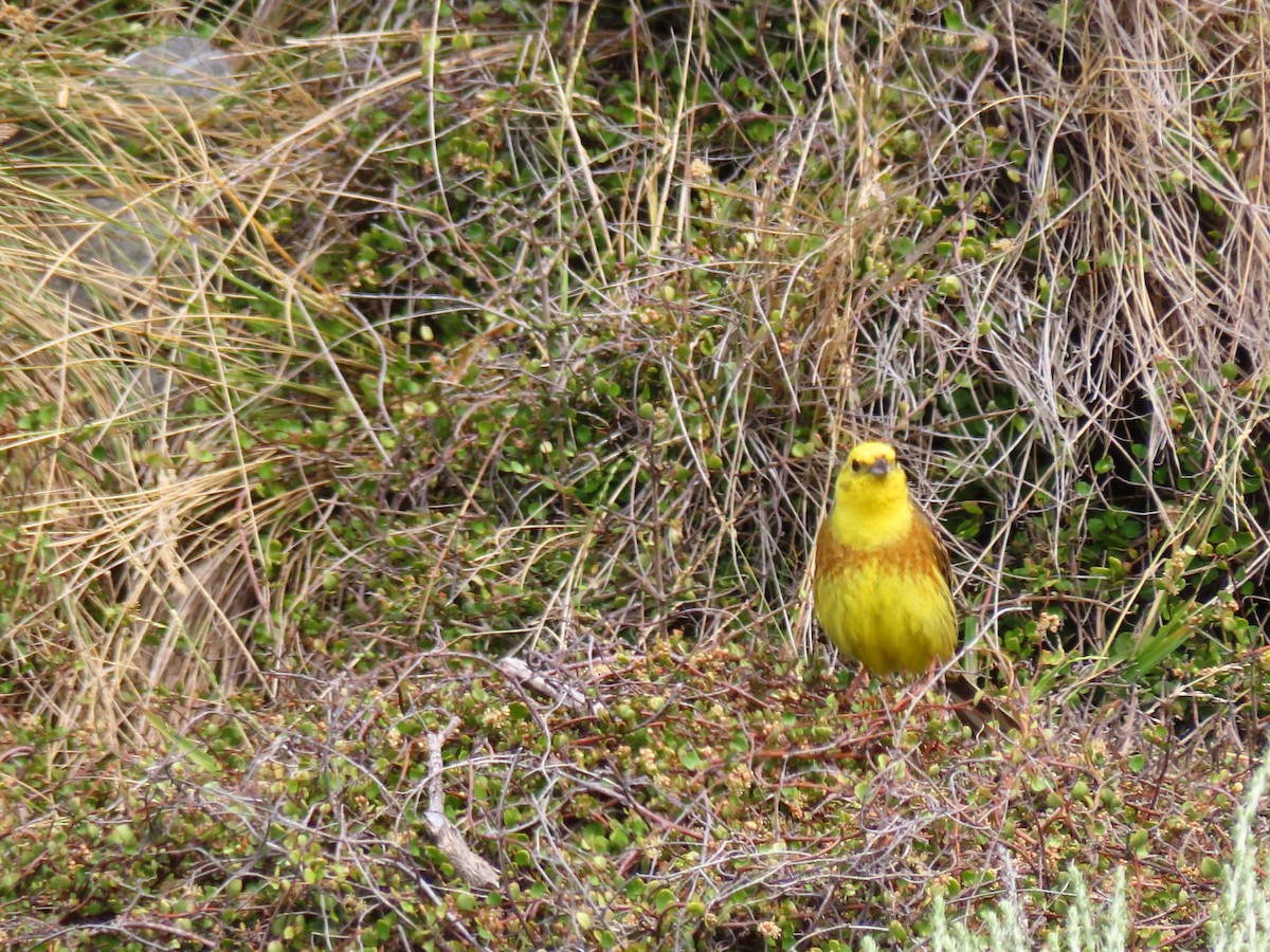 Вівсянка звичайна - ML647603958