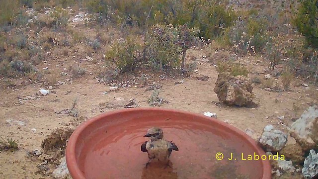 סלעית איברית - ML647603959