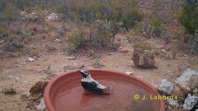 סלעית איברית - ML647603960