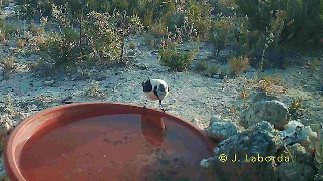 סלעית איברית - ML647603961