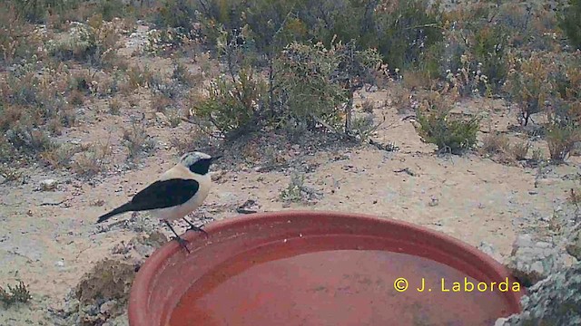 סלעית איברית - ML647603962