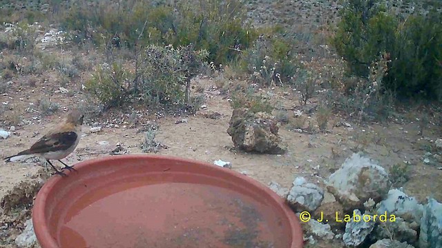 סלעית איברית - ML647603963