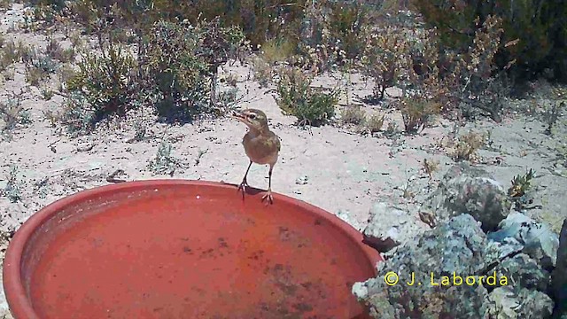 פפיון צהוב - ML647603965