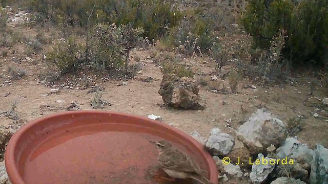 פפיון צהוב - ML647603966