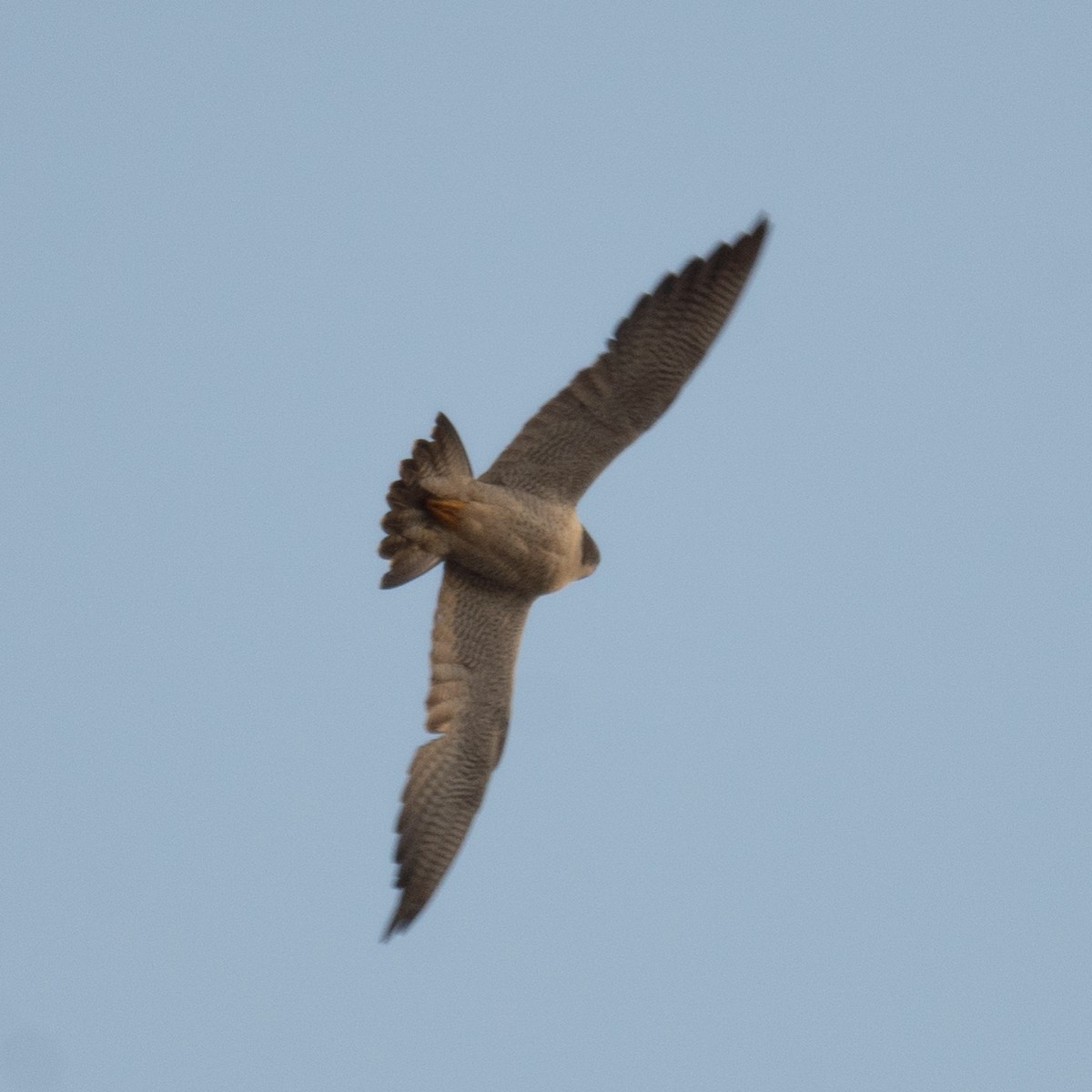 sokol stěhovavý - ML647603968