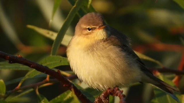 Mosquitero Musical - ML647604006
