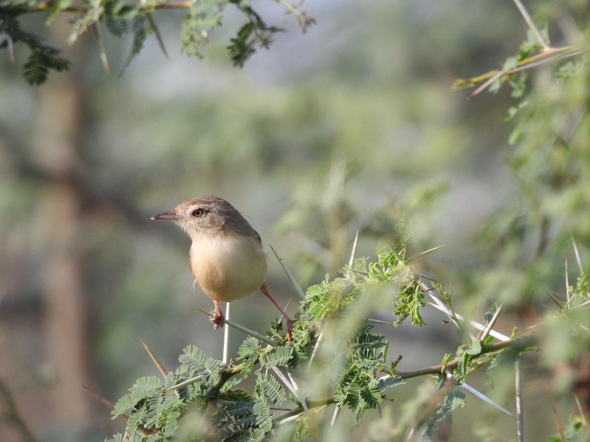 Prinia Sencilla - ML647604013