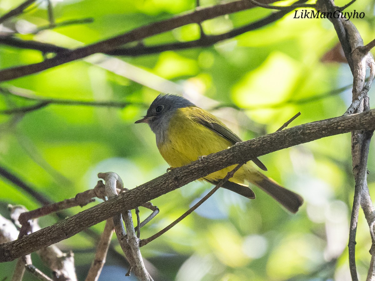 Gray-headed Canary-Flycatcher - ML647604015