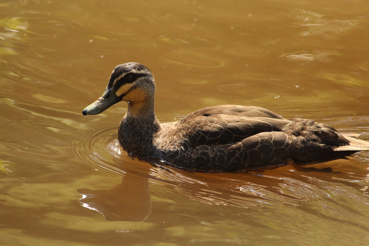 マミジロカルガモ - ML647604017