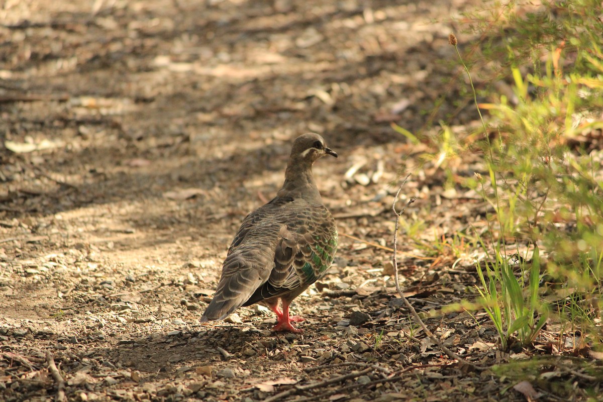 ニジハバト - ML647604022